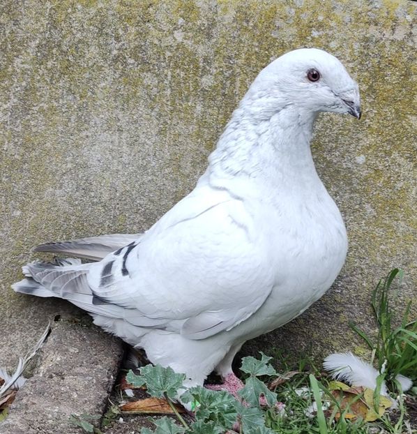 35(M) - c- MLODE 2025 YOUTH