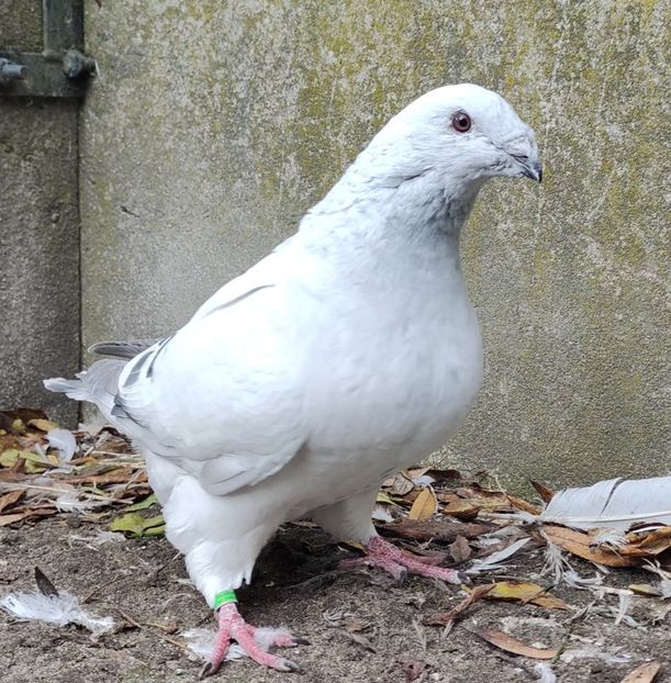 35 - c- MLODE 2025 YOUTH