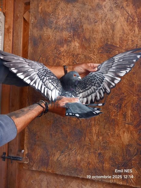  - Nu îmi aparțin 11