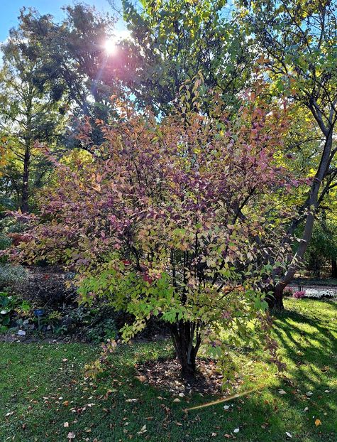  - ZZ Gradina Botanica Bucuresti