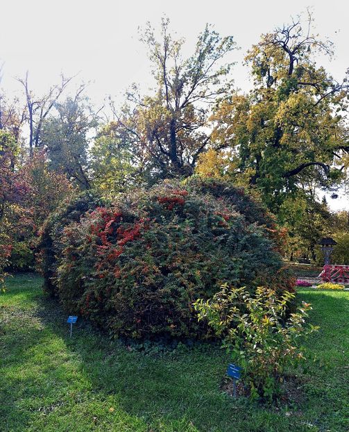  - ZZ Gradina Botanica Bucuresti