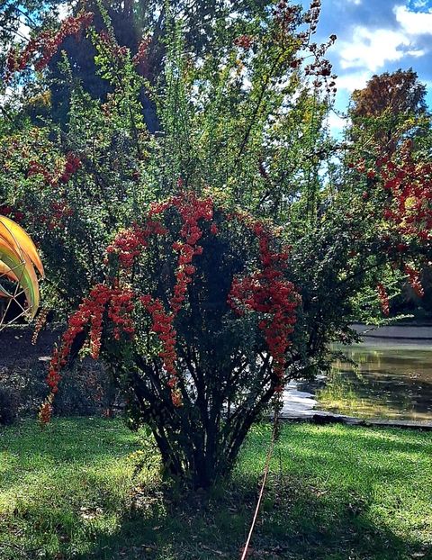  - ZZ Gradina Botanica Bucuresti