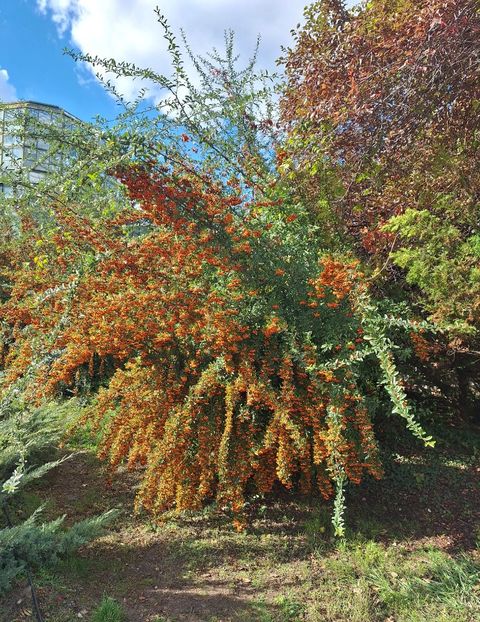  - ZZ Gradina Botanica Bucuresti