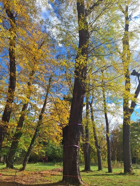  - ZZ Gradina Botanica Bucuresti