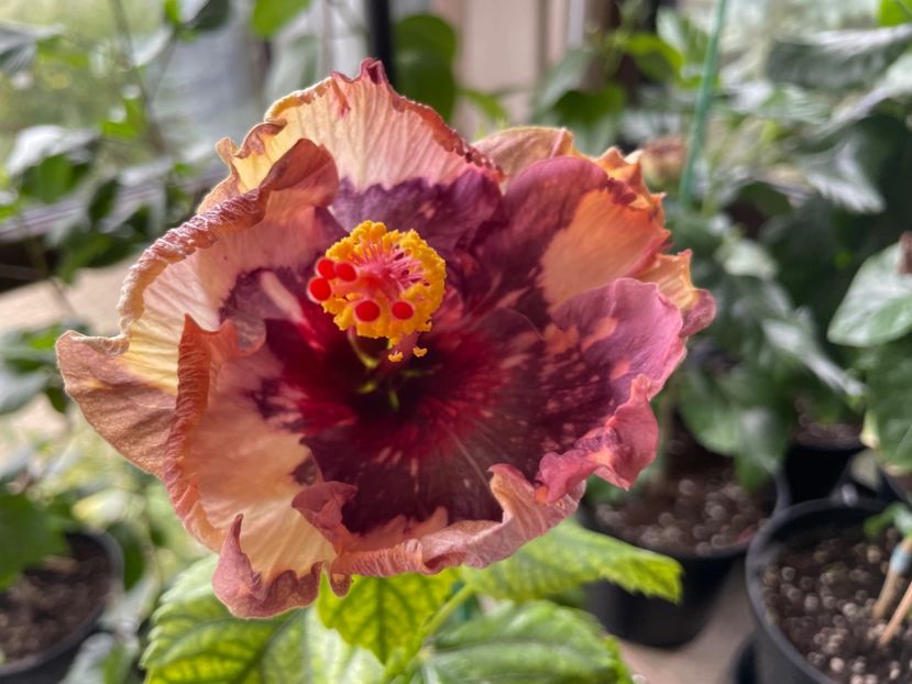  - Luv -Posog- Memories