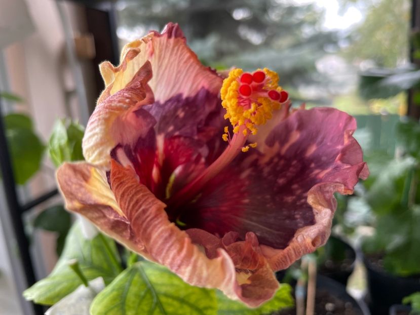  - Luv -Posog- Memories