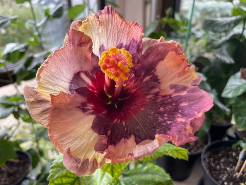  - Luv -Posog- Memories