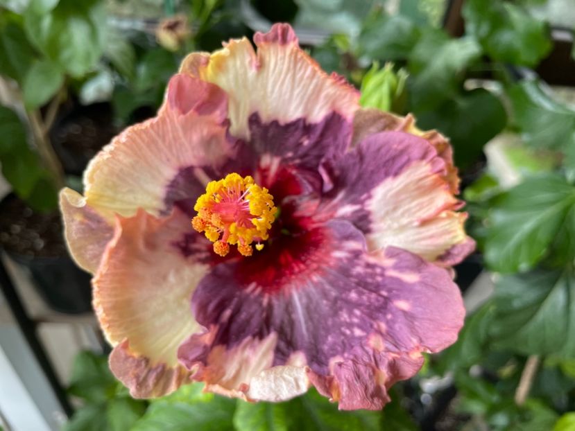  - Luv -Posog- Memories