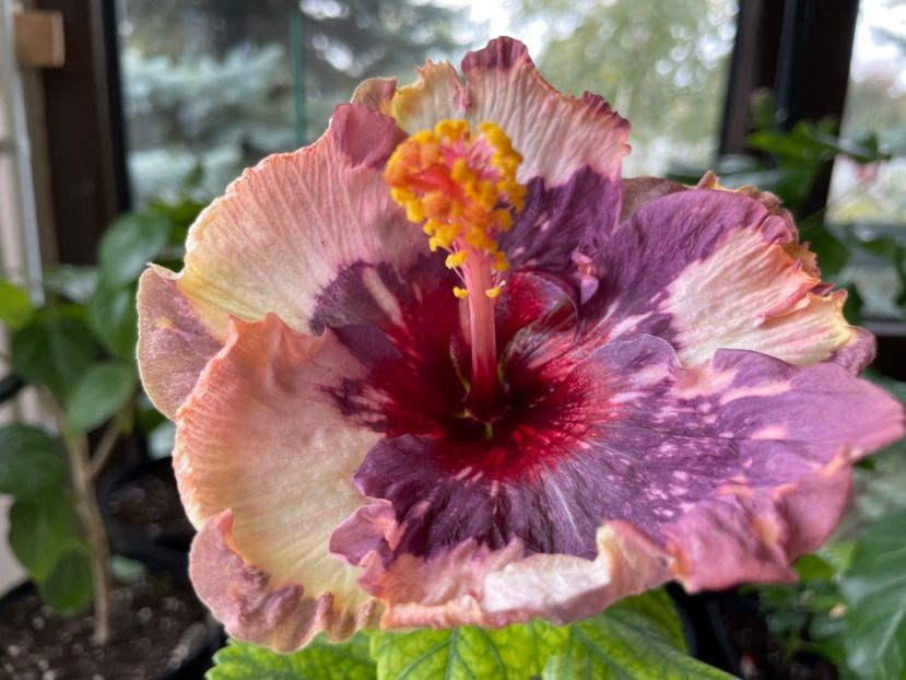  - Luv -Posog- Memories