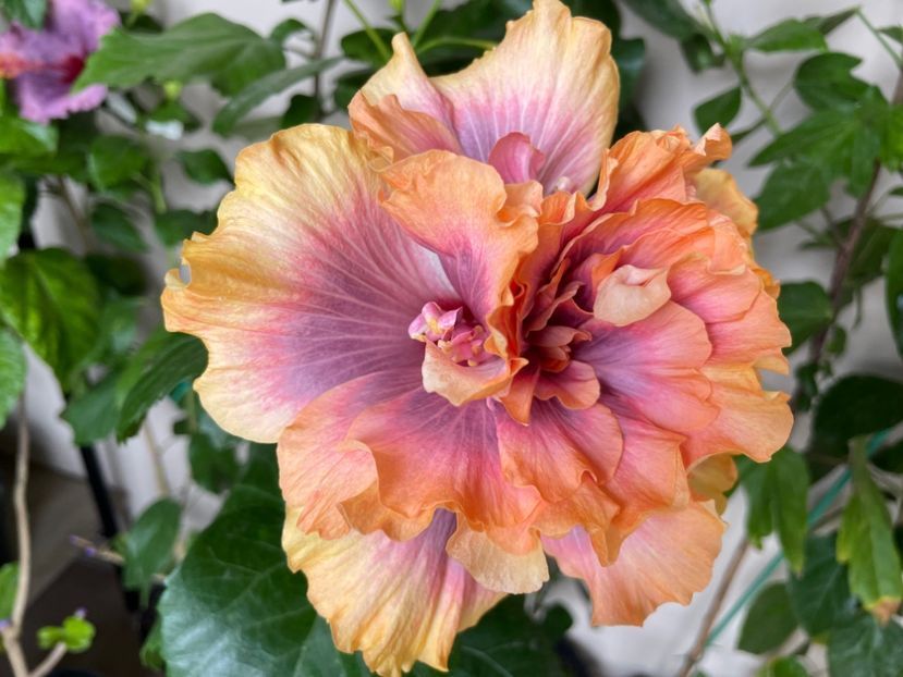  - Wind Rosa Feng Xiajunr