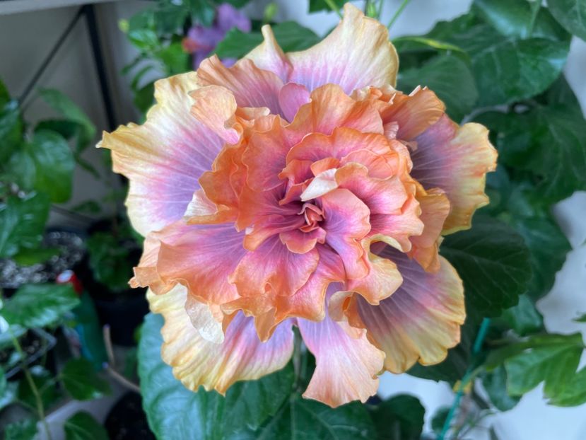  - Wind Rosa Feng Xiajunr