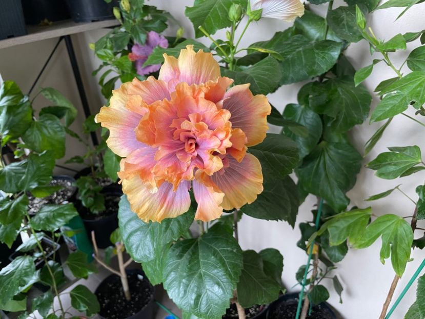  - Wind Rosa Feng Xiajunr