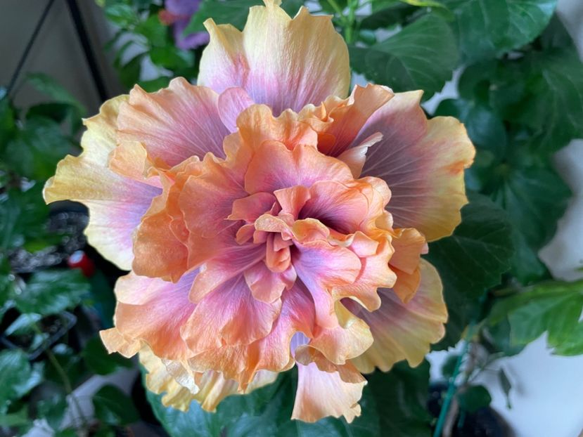  - Wind Rosa Feng Xiajunr