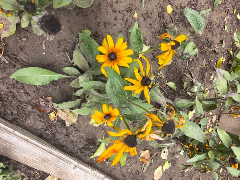  - Flori de gradină-2025