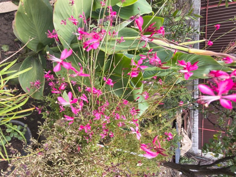  - Flori de gradină-2025