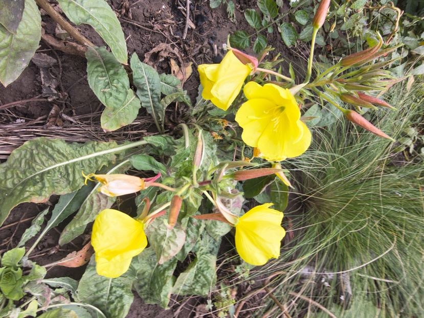  - Flori de gradină-2025