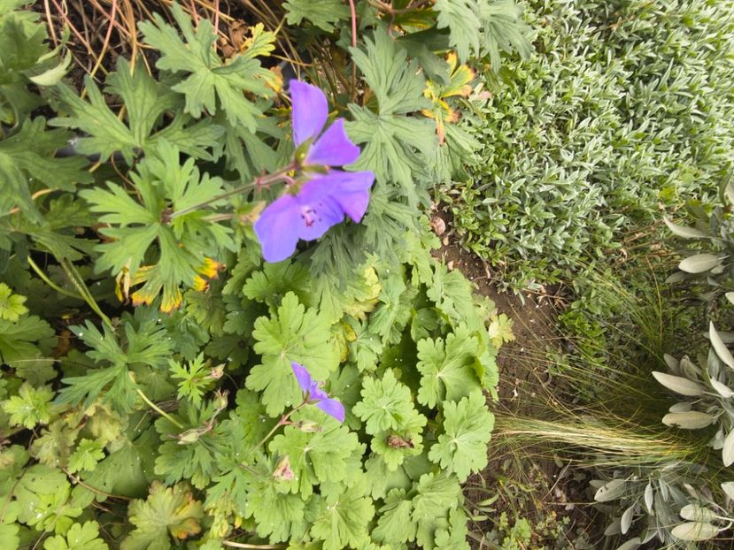  - Flori de gradină-2025