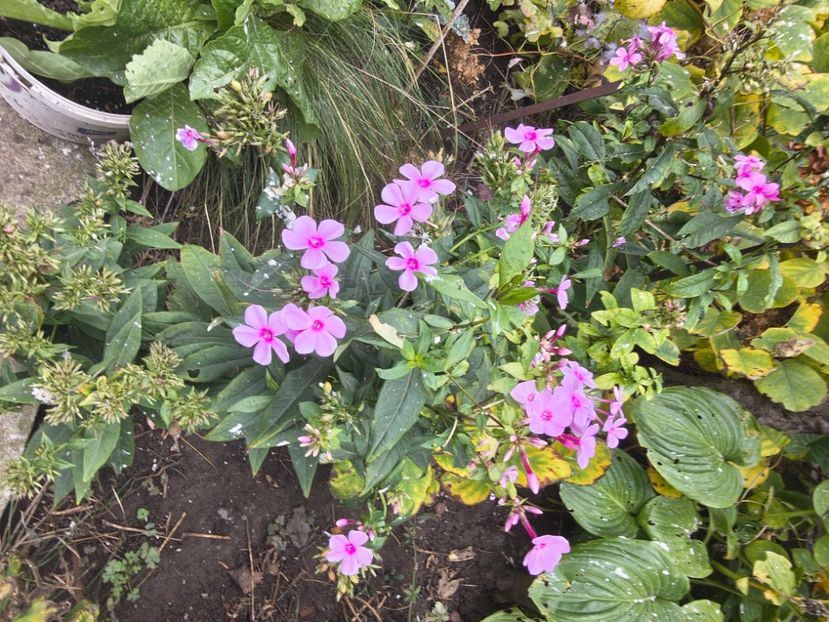  - Flori de gradină-2025