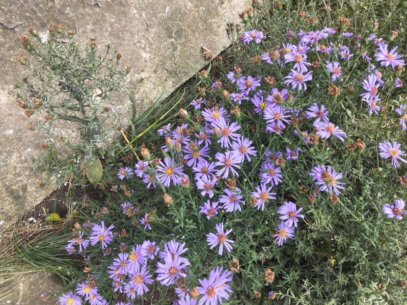  - Flori de gradină-2025