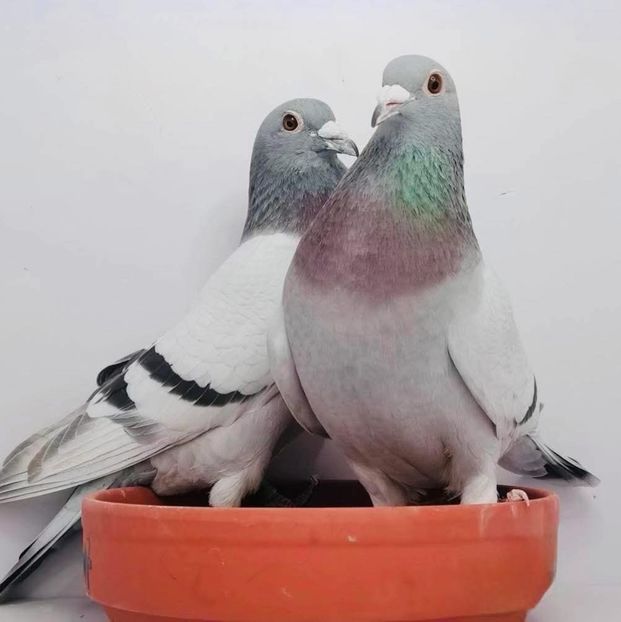  - Nu îmi aparțin 11