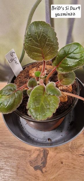 20.10.2025 - Sinningia BriDs Si Dar 9