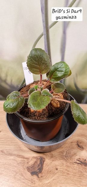 20.10.2025 - Sinningia BriDs Si Dar 9