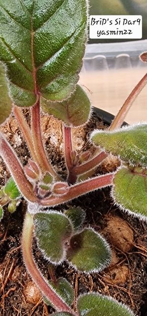 20.10.2025 - Sinningia BriDs Si Dar 9