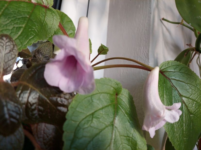 Playful Porpoise (21-×-2025) - Sinningii 2025