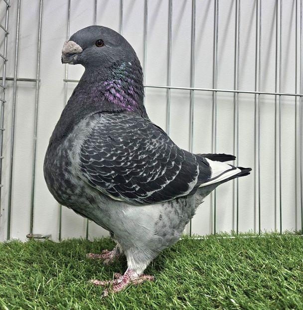 c706b8d5-9161-46ed-ad47-812a7bd804d9 - Achiziții pt 2026