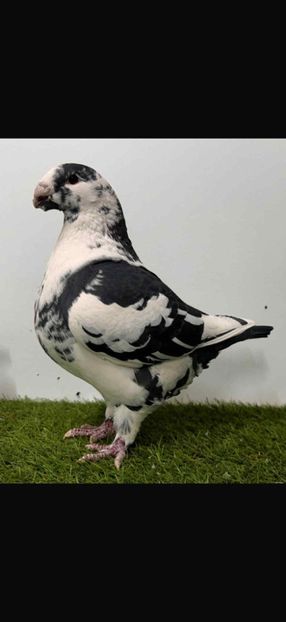 0428102c-fb3f-4f64-b5f4-9a327ea67286 - Achiziții pt 2026