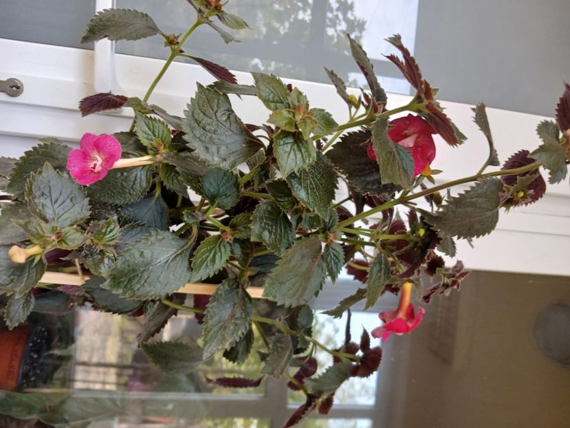  - Rfs Silvia Marinovici