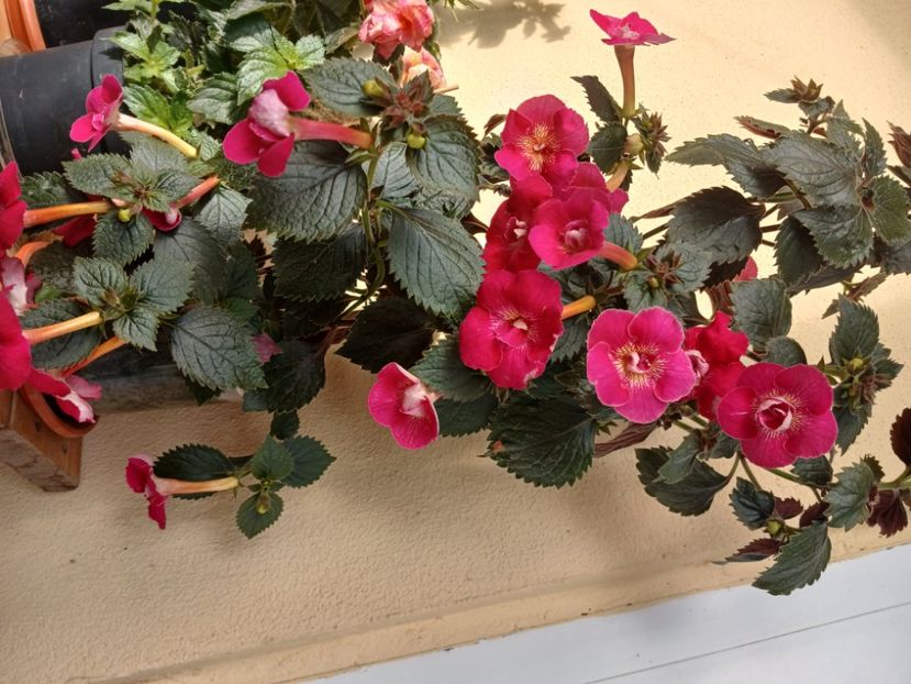  - Rfs Silvia Marinovici