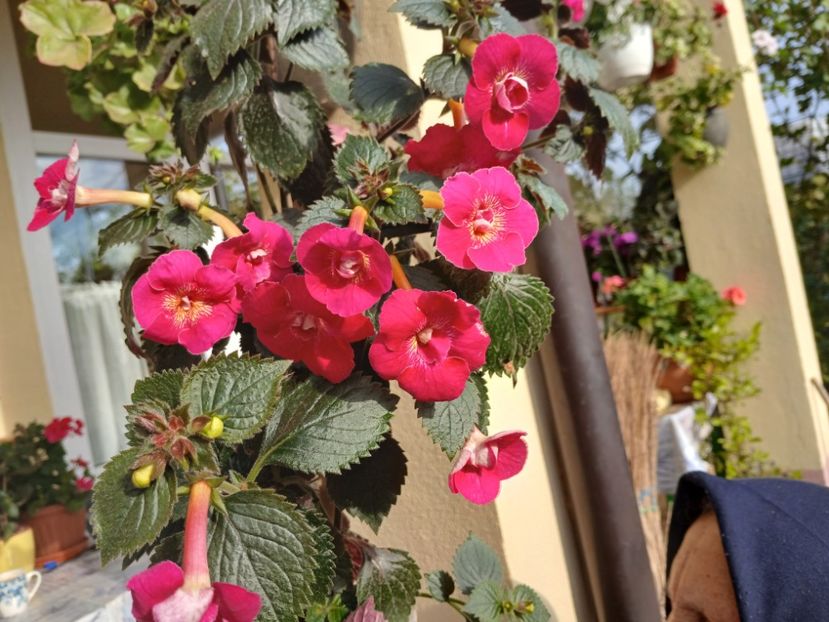  - Rfs Silvia Marinovici