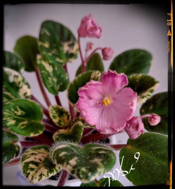 N May  ( semimini ) - AA Pui disponibili