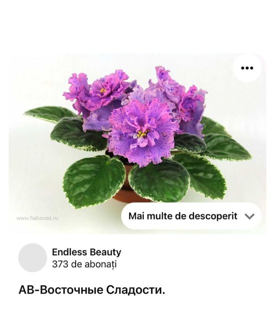  - AV Vostochny Sladosti ------chimera