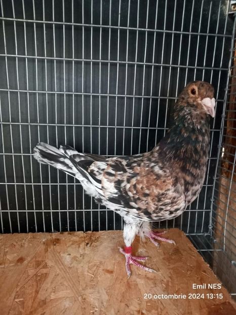  - Nu îmi aparțin 11