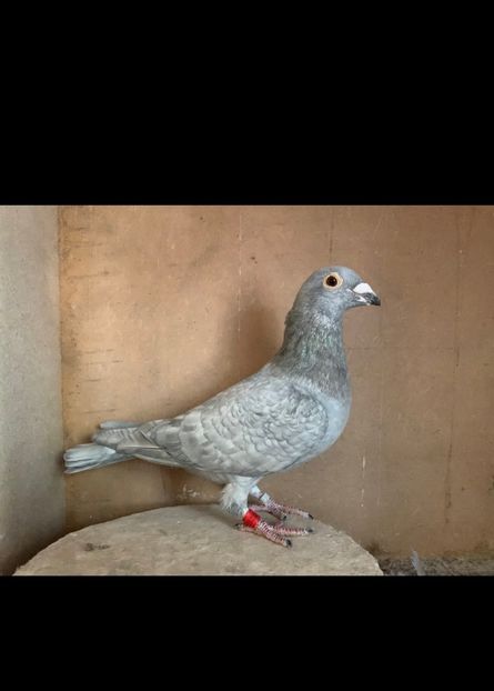  - Nu îmi aparțin 11