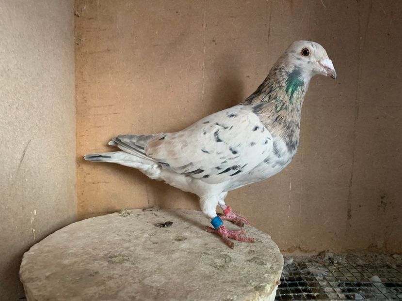  - Nu îmi aparțin 11