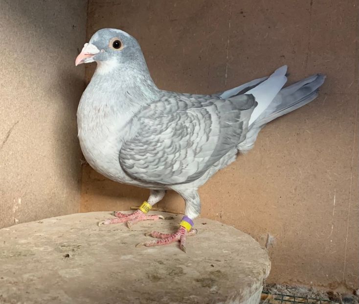  - Nu îmi aparțin 11