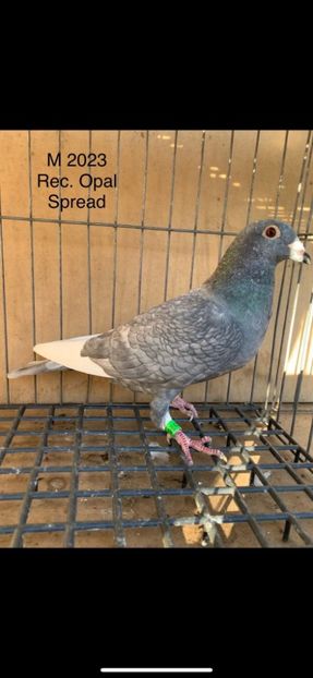  - Nu îmi aparțin 11