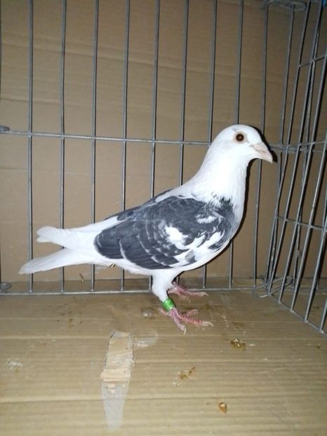  - Nu îmi aparțin 11