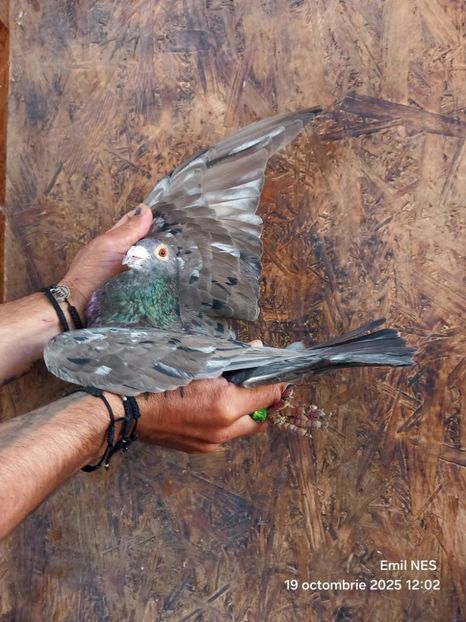  - Nu îmi aparțin 11