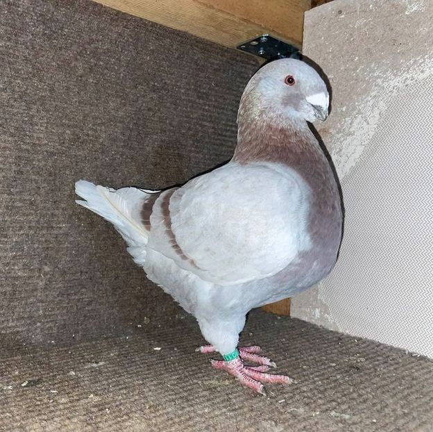  - Porumbei Vânduți