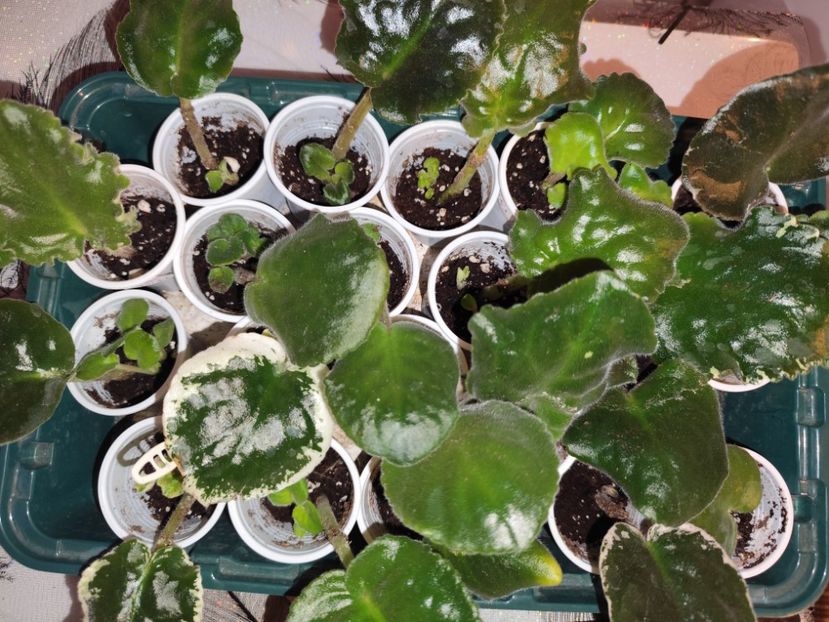  - 0 PUI SI FRUNZE INRADACINATE VIOLETE DE COLECTIE 22 OCTOMBRIE