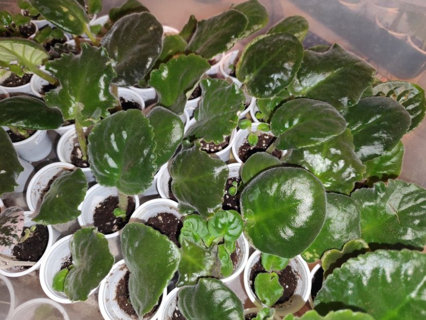  - 0 PUI SI FRUNZE INRADACINATE VIOLETE DE COLECTIE 22 OCTOMBRIE