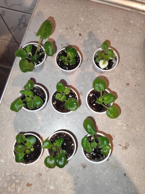  - 0 PUI SI FRUNZE INRADACINATE VIOLETE DE COLECTIE 22 OCTOMBRIE