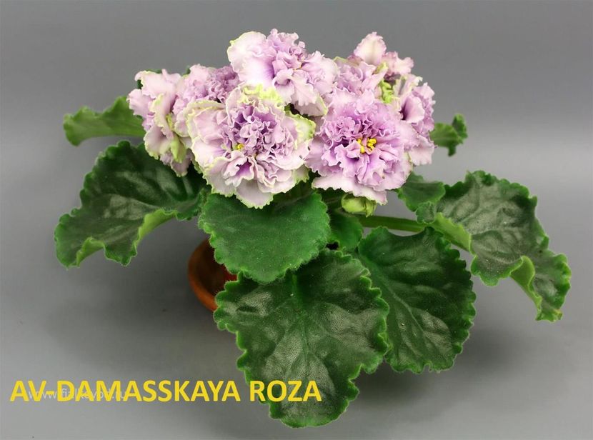  - 0 PUI SI FRUNZE INRADACINATE VIOLETE DE COLECTIE 22 OCTOMBRIE