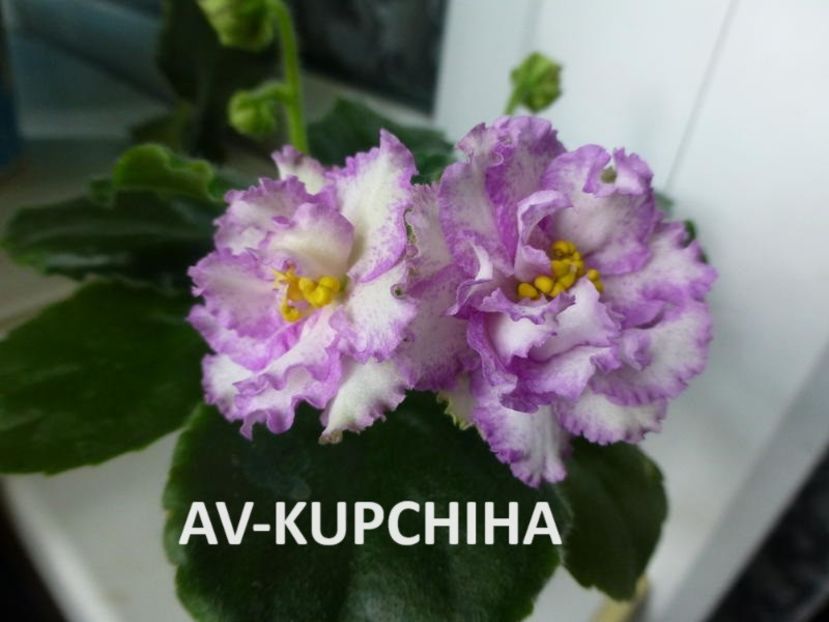  - 0 PUI SI FRUNZE INRADACINATE VIOLETE DE COLECTIE 22 OCTOMBRIE