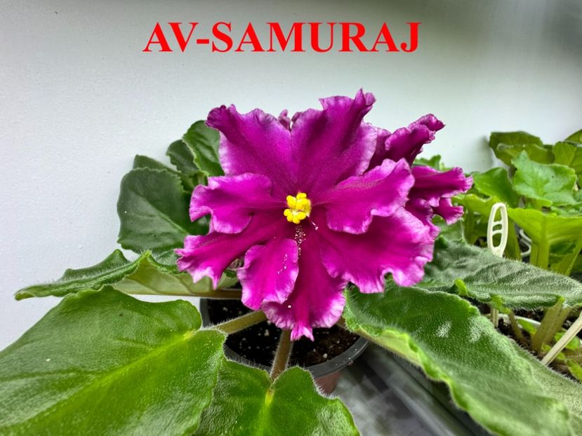  - 0 PUI SI FRUNZE INRADACINATE VIOLETE DE COLECTIE 22 OCTOMBRIE