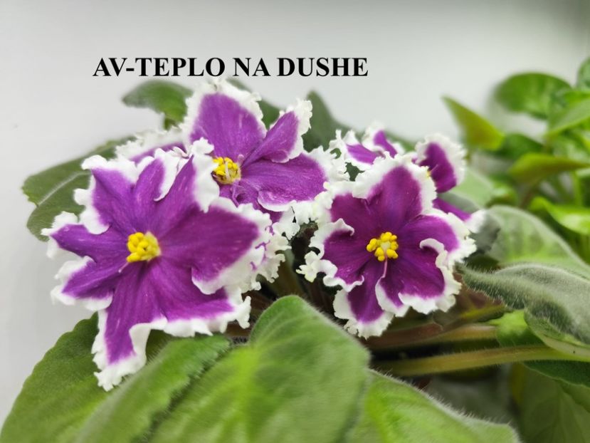  - 0 PUI SI FRUNZE INRADACINATE VIOLETE DE COLECTIE 22 OCTOMBRIE